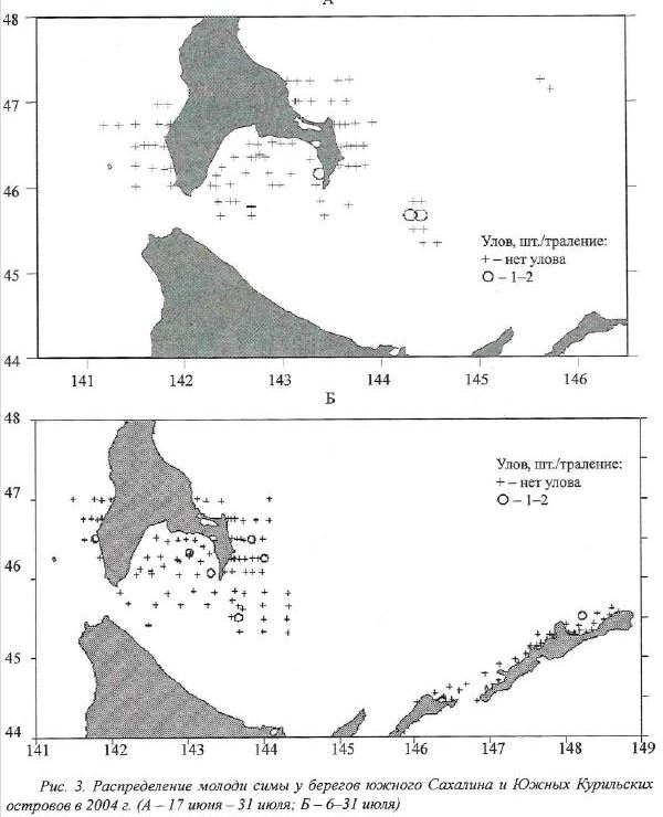 Распределение молоди симы у берегов южного Сахалина и Южных Курильских островов в 2004 г. (А - 17 июня — 31 июля; Б - 6-31 июля)