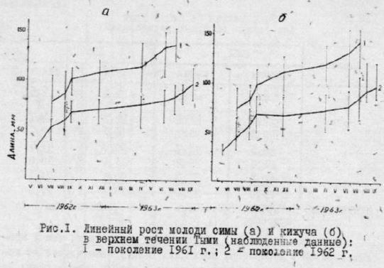 Линейный рост молоди симы (а) и кижуча (0) в верхнем течении Тыми (наблюденные данные)