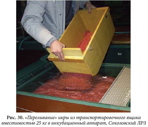 «Переливание» икры из транспортировочного ящика вместимостью 25 кг в инкубационный аппарат, Соколовский ЛРЗ