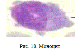 Рис. 18. Моноцит