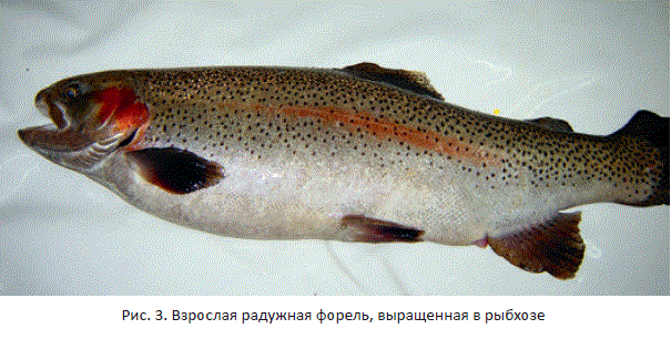 Характеристика рыб по жирности